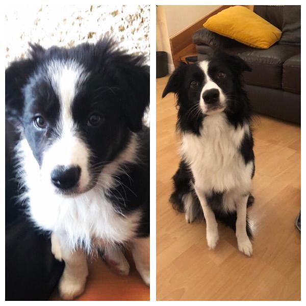 Puppy Survival Thread - May
