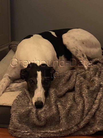 New to dog ownership. I’m thinking a greyhound.  But we live in a garden flat?
