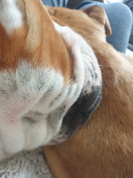Puppy Survival Thread - May
