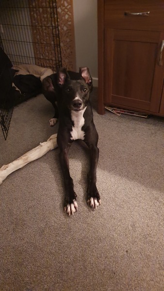 New to dog ownership. I’m thinking a greyhound.  But we live in a garden flat?