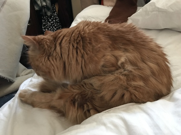 Chez Ollie - All welcome especially Not My Cats. General Cat chat thread