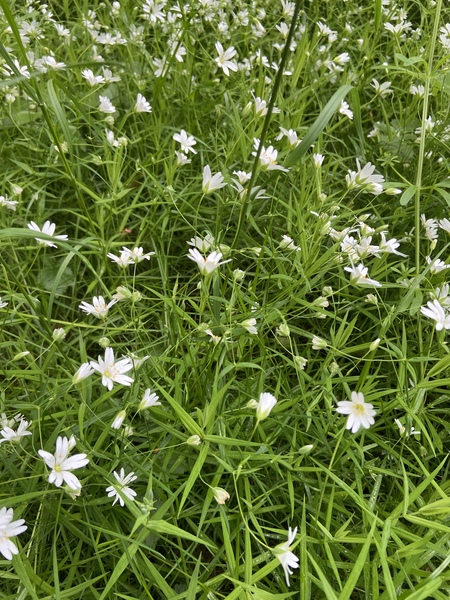 Wild flower/plant ID please!