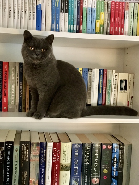 Anyone here have a British Blue?
