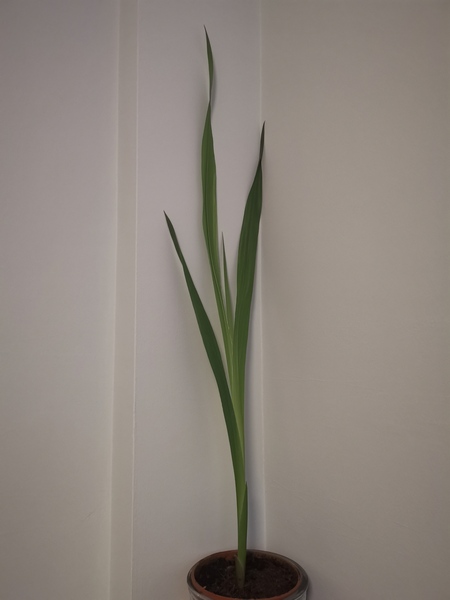 Plant ID please