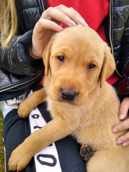 New Labrador puppy name suggestions please