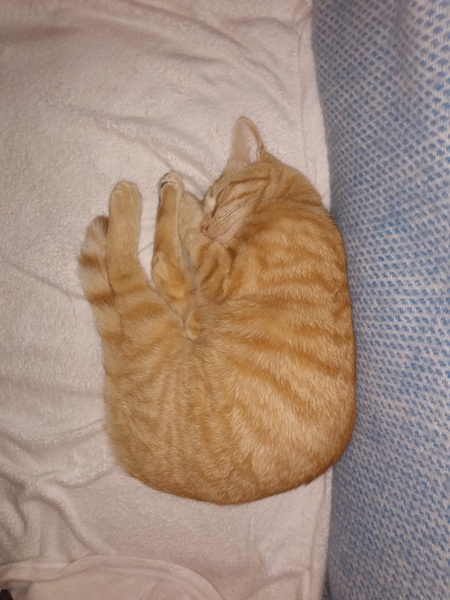 Chez Ollie - All welcome especially Not My Cats. General Cat chat thread