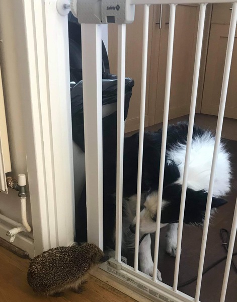I need some hedgehog help!