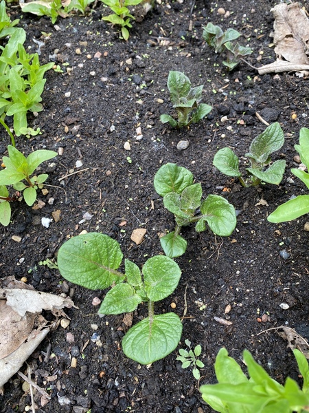 Allotment/Veg Patch Thread 16  Weather weirdness prevails !