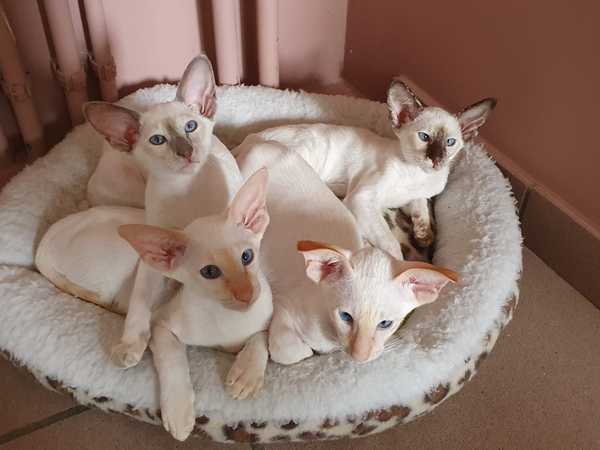 How best to introduce kittens to our resident Siamese?