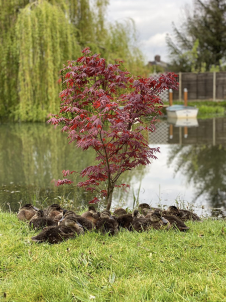 Duck Tales! (Still not what I expected to wake up to this morning)