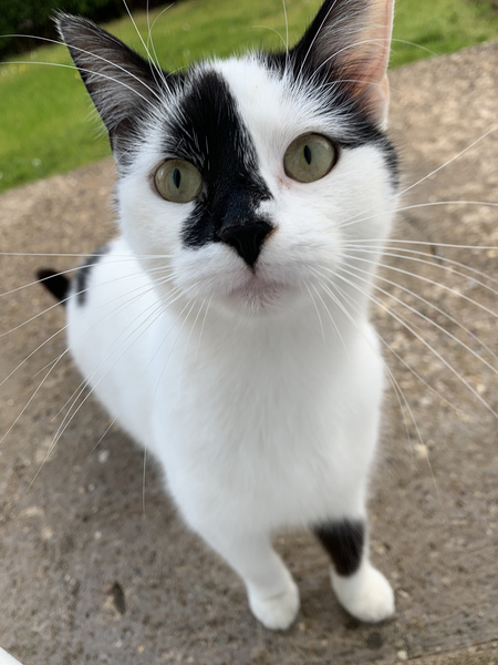 I think a cat is trying to adopt us!