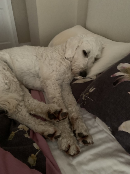 Dog in bedroom