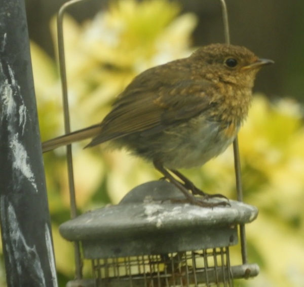 Watching birds (and other wildlife) in the garden