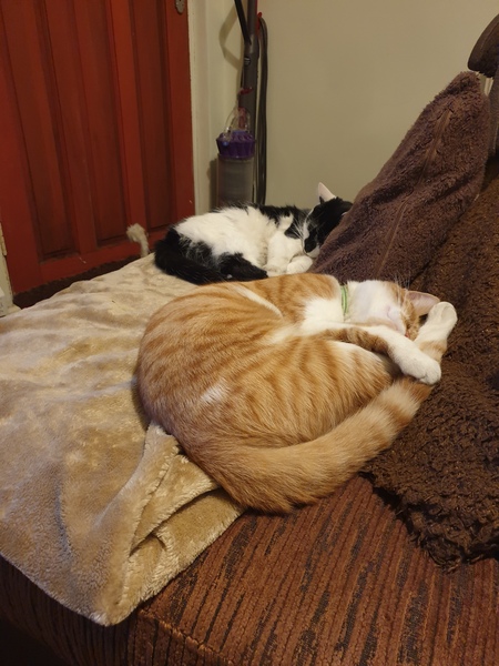 Let's see your sleeping cat pictures
