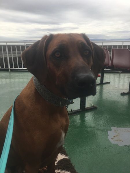Is there a breed I'm missing?