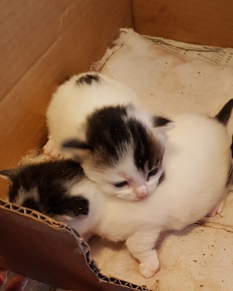 Rescue kittens coming home soon...