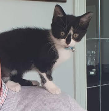 Just here to show off my new cat nephew...