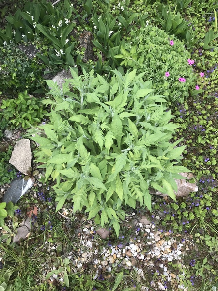 Plant id please