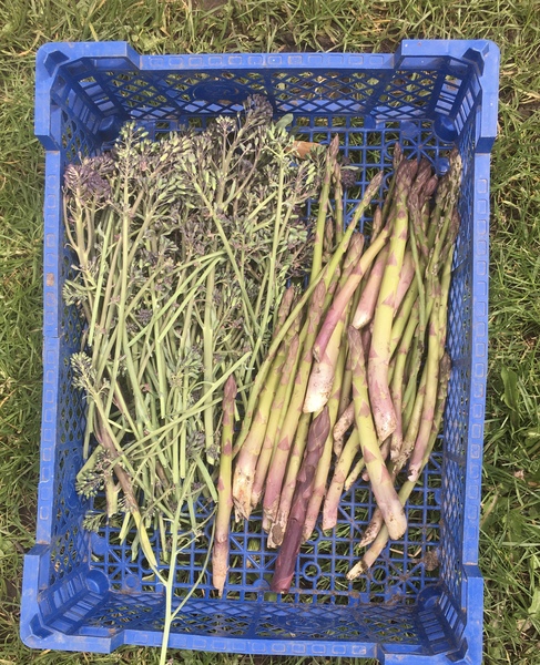 Allotment/Veg Patch Thread 16  Weather weirdness prevails !