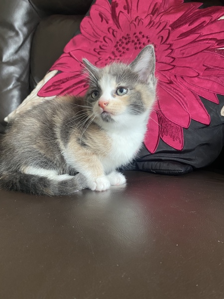What’s your cats names?