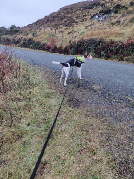 Dog training advice - at the end of my tether