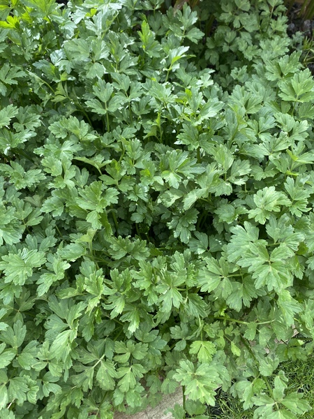 Plant ID please... weed or ?