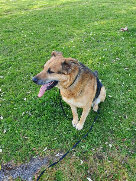 Is there a breed I'm missing?