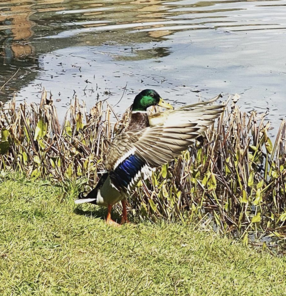 Duck Tales! (Still not what I expected to wake up to this morning)