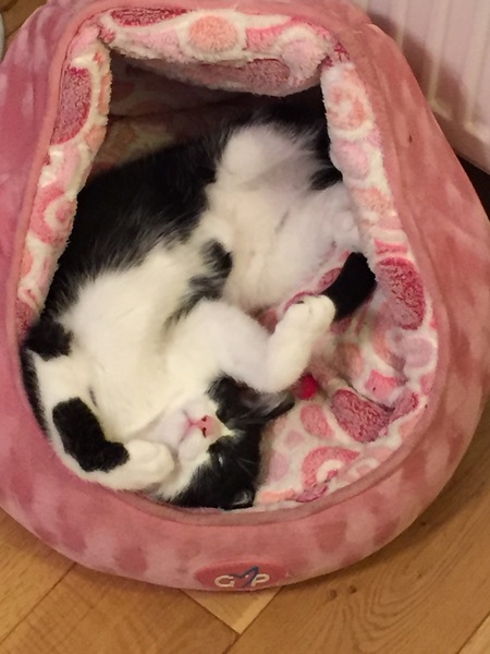Let's see your sleeping cat pictures