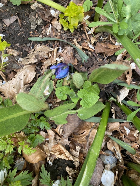 Why is my Himalayan Poppy stunted?