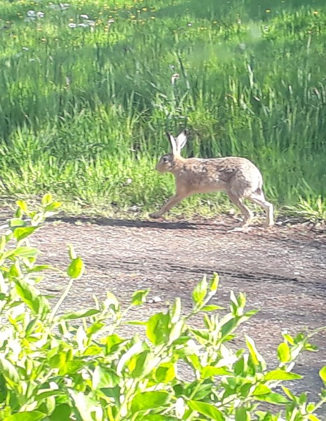 Swagger Inn 169 - Sod this for a game of --soldiers-- Musketeers - let's go somewhere hot and sunny.