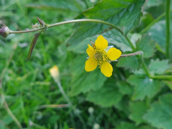 #nomowmay - what's popped up in your lawn?