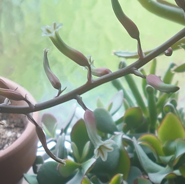 Succulent ID