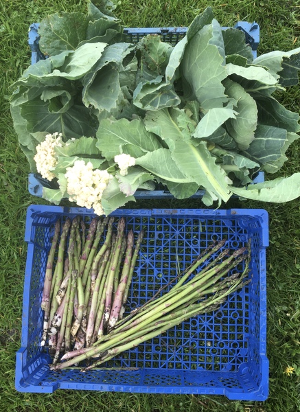 Allotment/Veg Patch Thread 16  Weather weirdness prevails !
