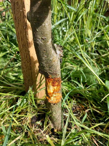 String trimmer damage- replace?