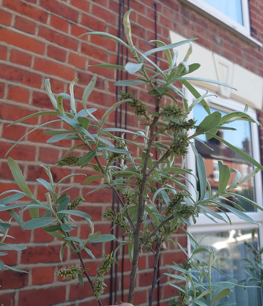 Plant ID