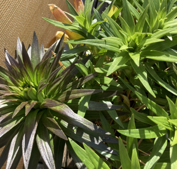 Plant ID please