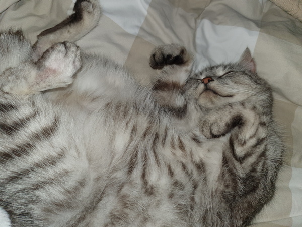 Let's see your sleeping cat pictures
