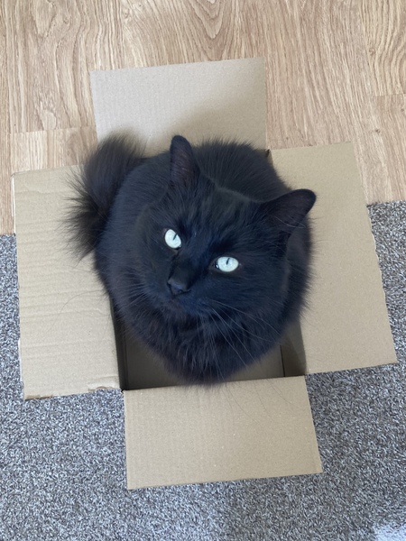 Cat chat thread the umpteenth - the Café is open all welcome