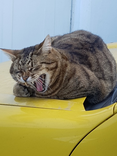 Thug cat part 3.  Unbidden guests are often welcomest when they are gone.