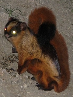 Westminstenders: The New Era