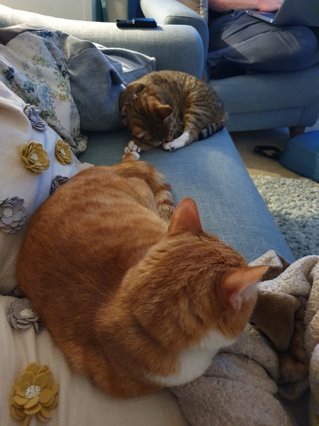 When to accept failure in rescue cat rehoming?