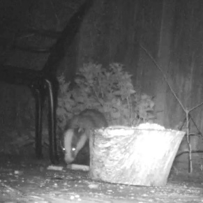 Watching birds (and other wildlife) in the garden