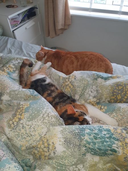 When to accept failure in rescue cat rehoming?