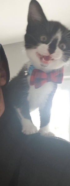 Just here to show off my new cat nephew...