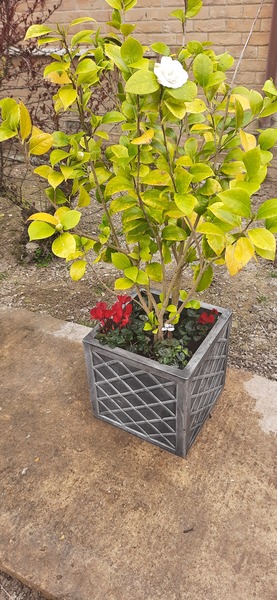 Flowering evergreen or similar for front garden containers