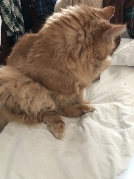 Chez Ollie - All welcome especially Not My Cats. General Cat chat thread