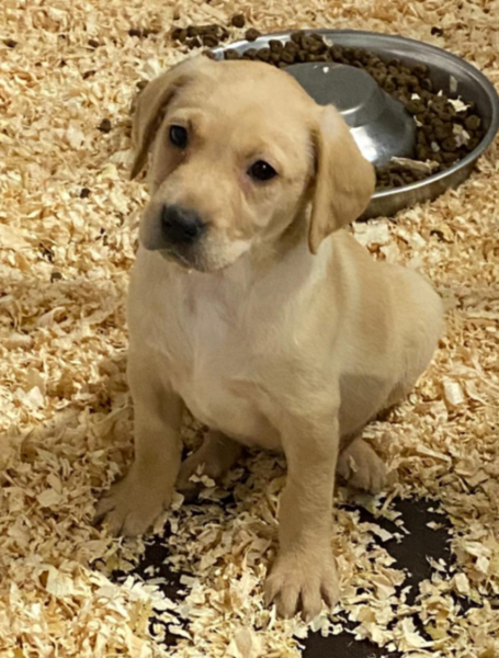 Puppy Survival Thread - May