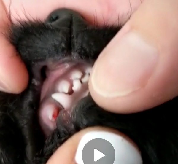 Broken canine tooth on a puppy