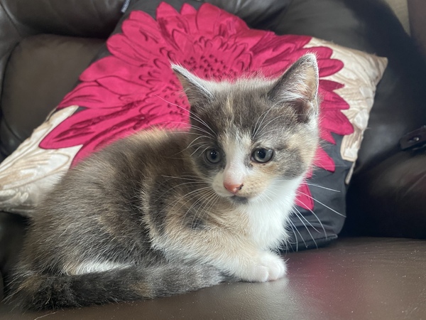 What’s your cats names?